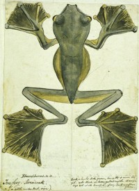 Flying-frog-Sarawak-1855-by-Alfred-Russel-Wallace-200x275