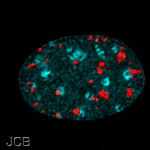 Image courtesy of the Journal of Cell Biology