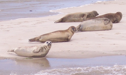 SealsWaddenSea