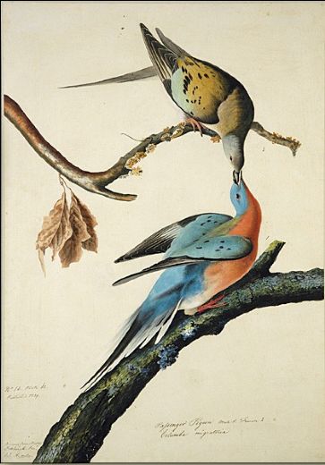 john-james-audubon-passenger-pigeon-81504