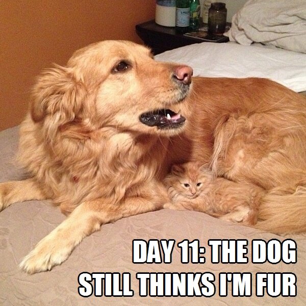 day-11-the-dog-still-thinks-im-fur.jpg