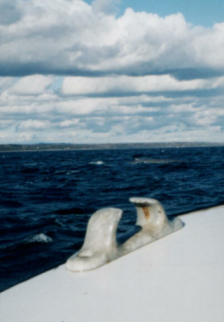 whale4