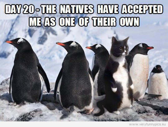 funny-picture-a-cat-amongst-penguins-day-20-the-natives-hav-accepted-me-as-one-of-their-own-540x407.jpg