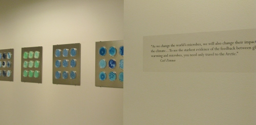 Installation view of Culture Dishes at AAAS, 2014